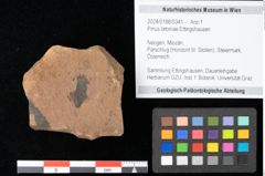 Foto (Objekt + Etikett) von Pinus latoniae Ettingshausen (NHMW-GEO-2024-0188-0341)